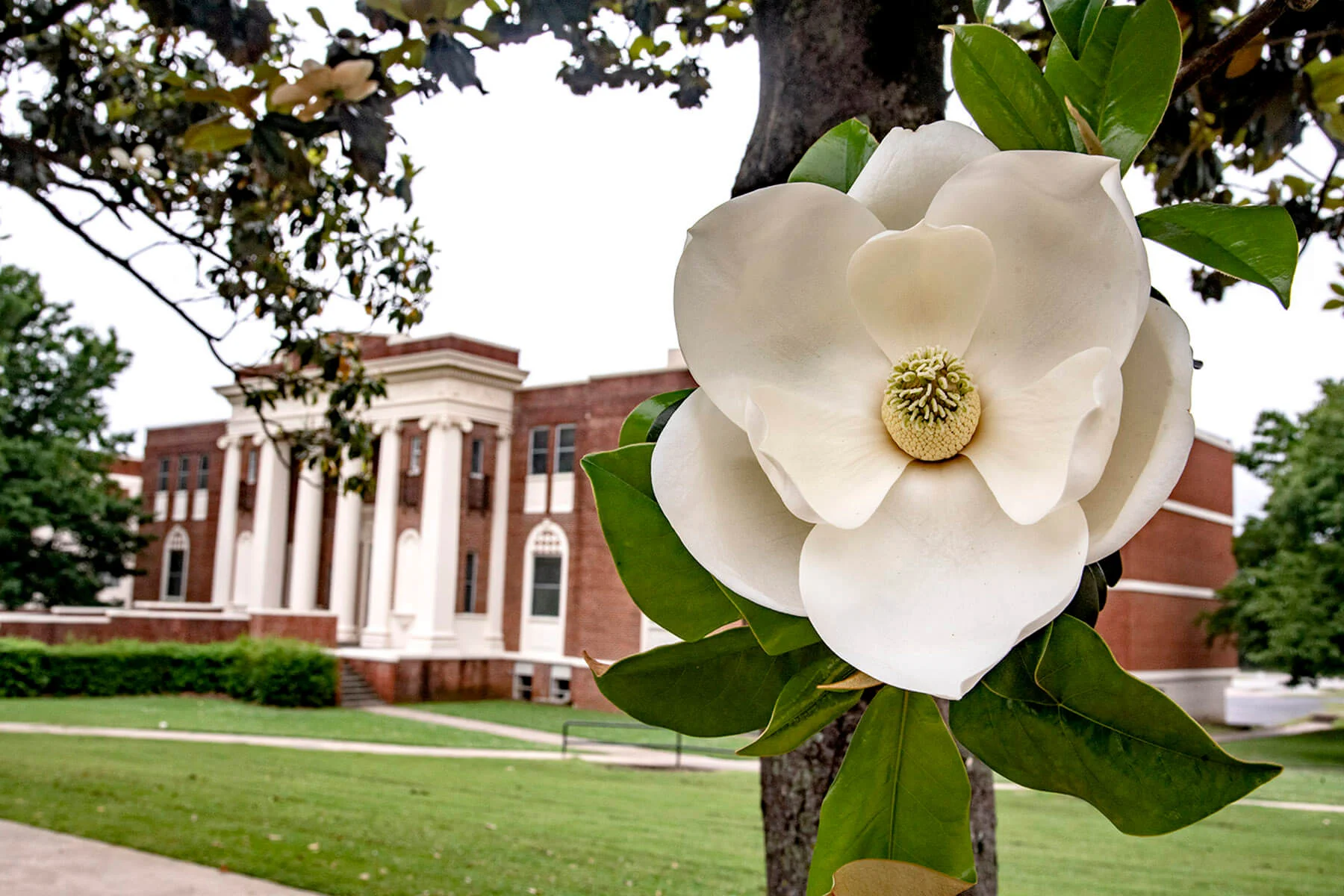 Southeastern Oklahoma State University building and a flower.