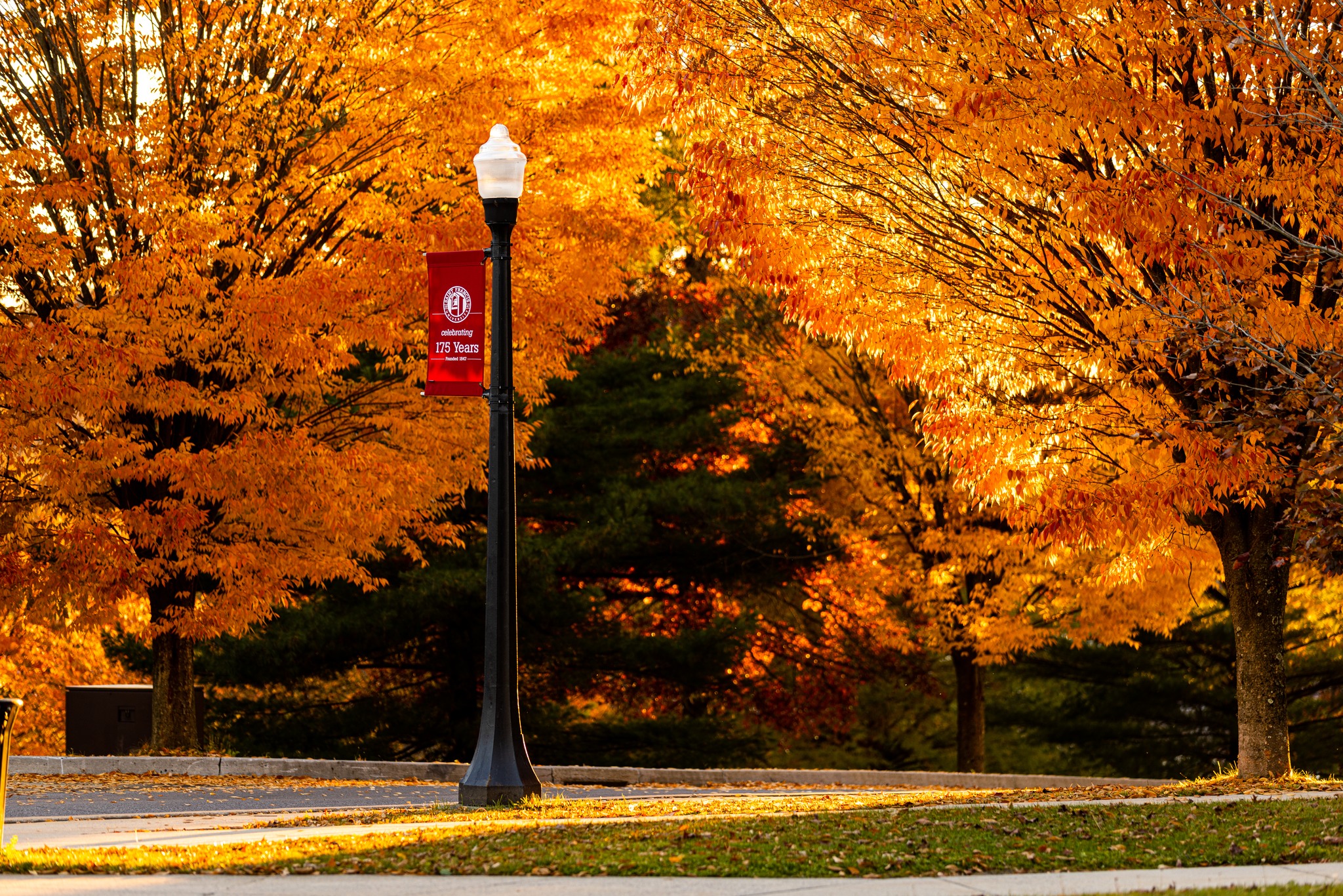 orange trees at the Saint Francis University campus.